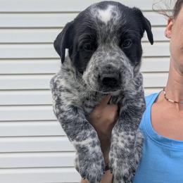 Goose (Red Collar) - Blue male Australian Cattle Dog puppy in Ammon, Idaho from Piney River Cattle Dogs