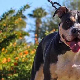 Calypso - American Bully