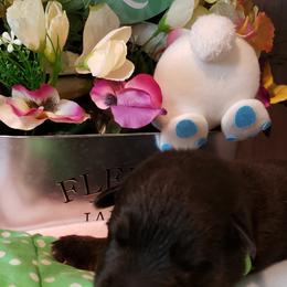 German Shepherd Puppies from Froschwald Kennels
