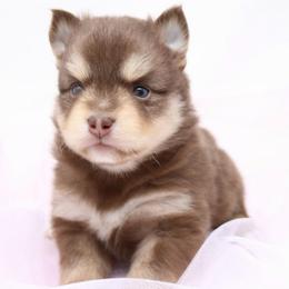 Porthos - Chocolate male Pomsky puppy in Christiana, Tennessee from Smoky Mountain Pomskies