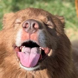 Akiak - Siberian Husky