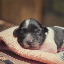 Sadie - Parti female Miniature Schnauzer puppy in Magalia, California from NorCal Schnauzers