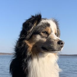 Stark - Miniature Australian Shepherd