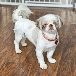 Milli - Shih Tzu