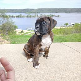 Jenny - Brindle female Boxer puppy in Cannon Falls, Minnesota from Pattys Boxers and Bulldogs