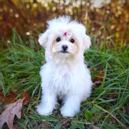 Companion Cross, Havanese, Mal-Shi, Maltese, Maltipoo, Morkie, and Shih Tzu Puppies from Seeking Shalom Acres Maltese, Maltipoos & Havamalts