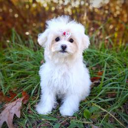 Companion Cross, Havanese, Mal-Shi, Maltese, Maltipoo, Morkie, and Shih Tzu Puppies from Seeking Shalom Acres Maltese, Maltipoos & Havamalts