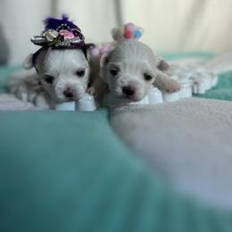 Maltese puppies from House of Paws