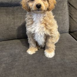 Vixen - Apricot Aussiedoodle puppy in Runnels County, Texas from Lollipups Mini Aussiedoodles