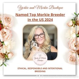 Morkie, Shorkie, and Yorkshire Terrier Puppies from Yorkie and Morkie Boutique