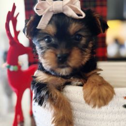 Biewer Terrier, Cavapoo, Cockapoo, Goldendoodle, Poodle, and Yorkshire Terrier Puppies from Pucci Pawfect