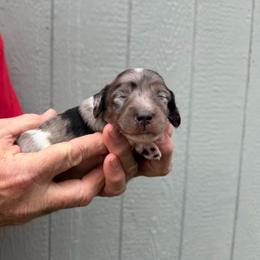 Dusty Bottoms (Three Amigos) - Dapple male Dachshund puppy in Knoxville, Tennessee from Over The Moon Minis