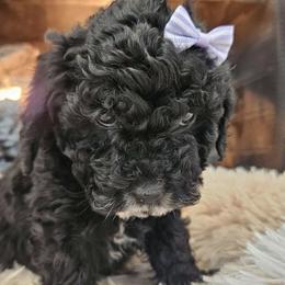 Cavapoo, Cockapoo, Goldendoodle, and Maltipoo Puppies from Perdue Puppies