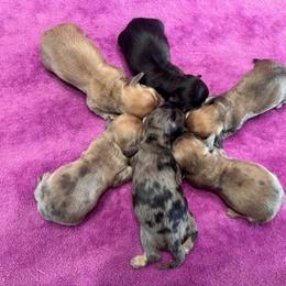 Dachshund Puppies from Kirchberg Mini Farm