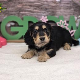 Saylor - Black and cream female Dachshund puppy in Norwood, Missouri from Madra's Dashing Doxies