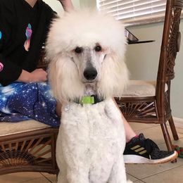 Poodle Puppies from Ocala Standard Poodles