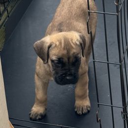 Formentino Female - Gray and fawn female Cane Corso puppy in Snellville, Georgia from A Really Good Kennel