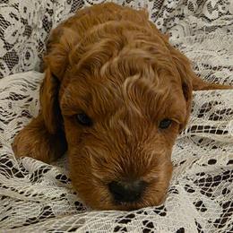 Rumi - Apricot female Poodle puppy in Bokoshe, Oklahoma from Eden's Acre