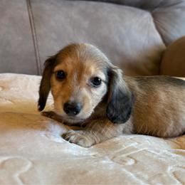 Clarabella - Cream female Dachshund puppy in Jonesboro, Illinois from Twin Hills Dachshunds
