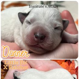 Donner - Blue male Australian Cattle Dog puppy in Hiddenite, North Carolina from Institute Australian Cattle Dogs