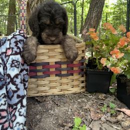 Labradoodle Puppies from Dotsie's Doodles