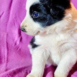 Joan - Black and white female Border Collie puppy in Custer, South Dakota from Pinpoint Border Collies