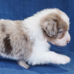 Aussiedoodle Puppies from Vesbach Doodle Valley Farm