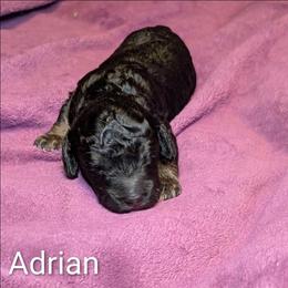 Adrian - Black and tan male Cockapoo puppy in Sunset, Louisiana from Cano Cockapoos