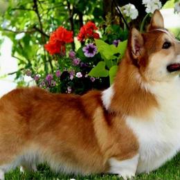 Dude - Pembroke Welsh Corgi
