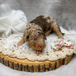 Raven - Merle female Goldendoodle puppy in Williamson, New York from Lakeside Doodles