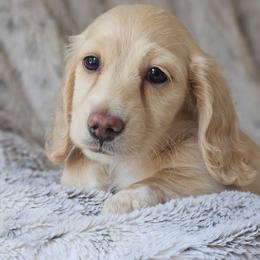Nova - Cream female Dachshund puppy in Pasco, Washington from Loyal Lil Dachshunds