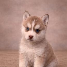 Alice - Wolf sable female Pomsky puppy in Amarillo, Texas from Pom Pom Pomskies