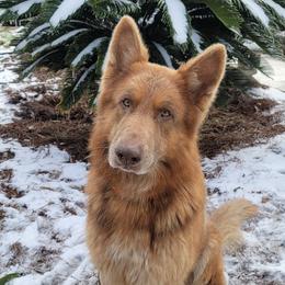 Bo - German Shepherd
