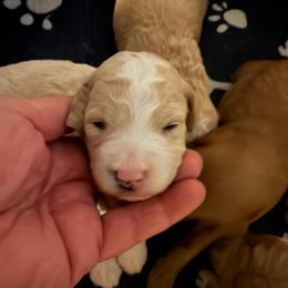 Boy 1 - Parti male Goldendoodle puppy in Kearneysville, West Virginia from Daydreamer