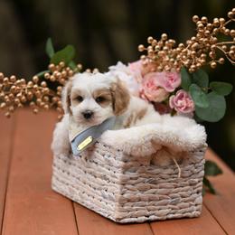Valentino - Parti male Maltipoo puppy in Deming, Washington from Heavenly Puppies to Love