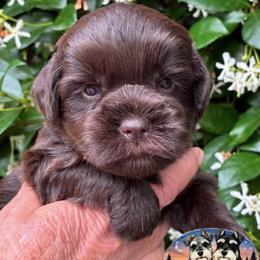 Hanna - Liver female Miniature Schnauzer puppy in Sylvania, Georgia from Southern Sky Miniature Schnauzers