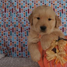 Golden Retriever Puppies from Little Bitta Luck Farms