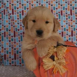Golden Retriever Puppies from Little Bitta Luck Farms