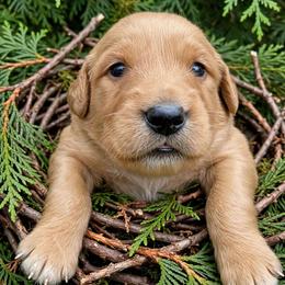 Cedar - Dark golden male Golden Retriever puppy in Wendell, Minnesota from Floden Farm Golden Retrievers