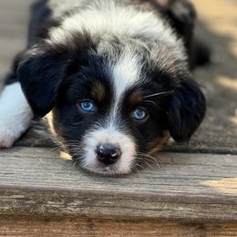 Miniature Australian Shepherd and Toy Australian Shepherd Puppies from Kickapoo Creek Toy & Mini Aussies