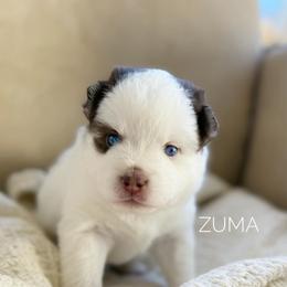 Zuma - Chocolate female Pomsky puppy in Grass Valley, California from Karalot Pomskies