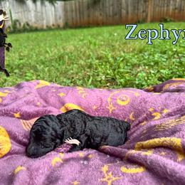 Zephyr - Parti female Poodle puppy in Winston Salem, North Carolina from Bewitching Kennels