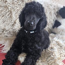 Boy 2 - Poodle puppy in Mayfield Heights, Ohio from Sheridance Poodles