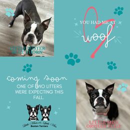 Boston Terrier puppies from Little Mister and Little Miss Boston Terriers