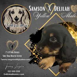 Dachshund Puppies from T’s D’Vine Doxies