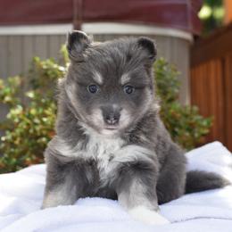 Ryker - Blue male Pomsky puppy in Coos Bay, Oregon from Ocean View Pomskies