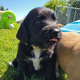 Cici - Black and white female Assorted Doodle Crosses puppy in Blackfoot, Idaho from Lucky Pup Meadows