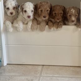 Australian Labradoodle Puppies from Pawfectdoodles