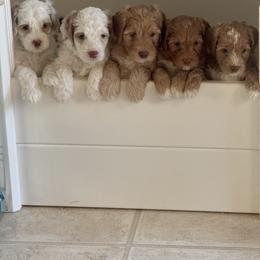 Australian Labradoodle Puppies from Pawfectdoodles