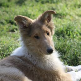Collies from Horseshoe Mountain Collies
